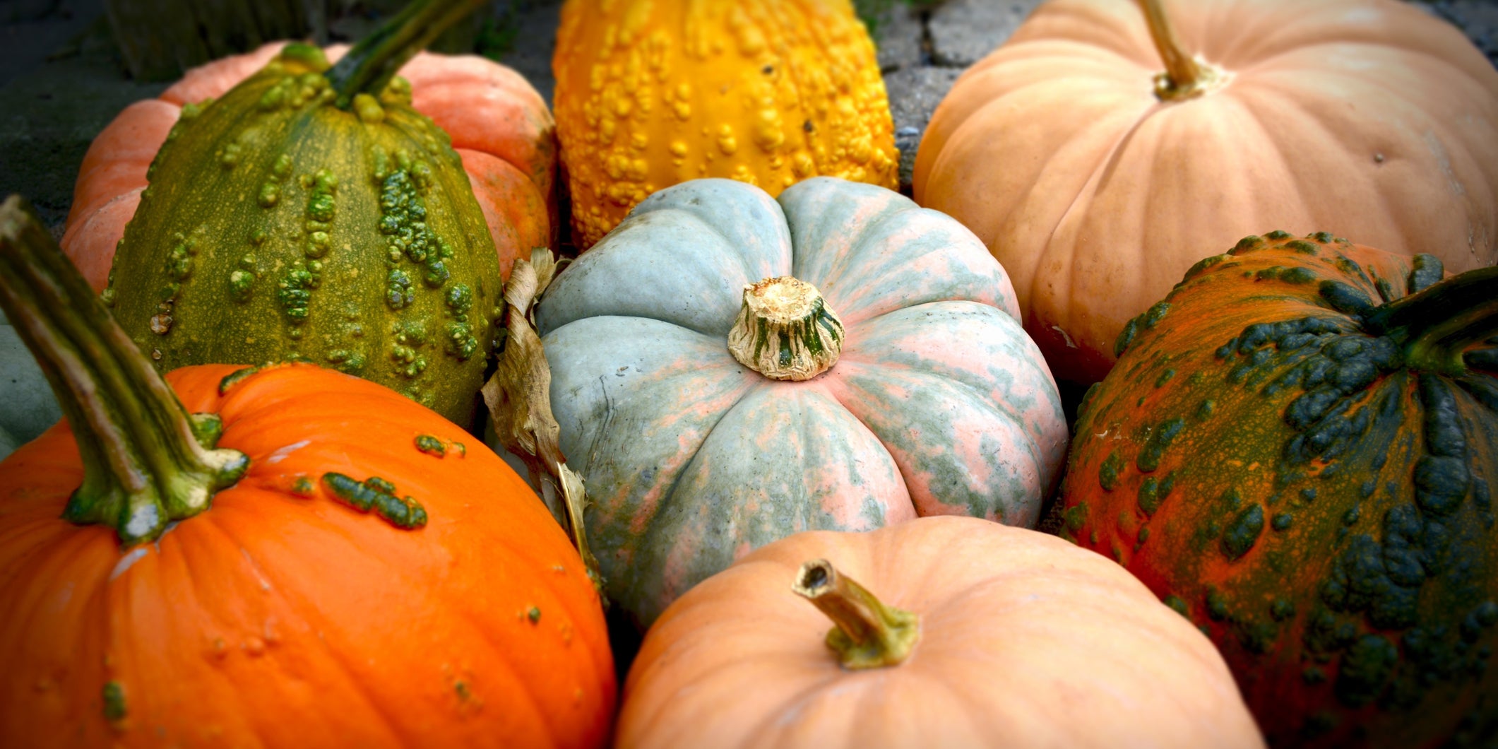 Pumpkins and Gourds